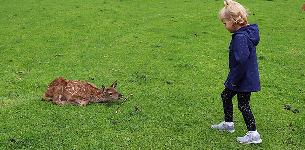 Rehe im Alpenwildpark Feld am See © MBN Tourismus