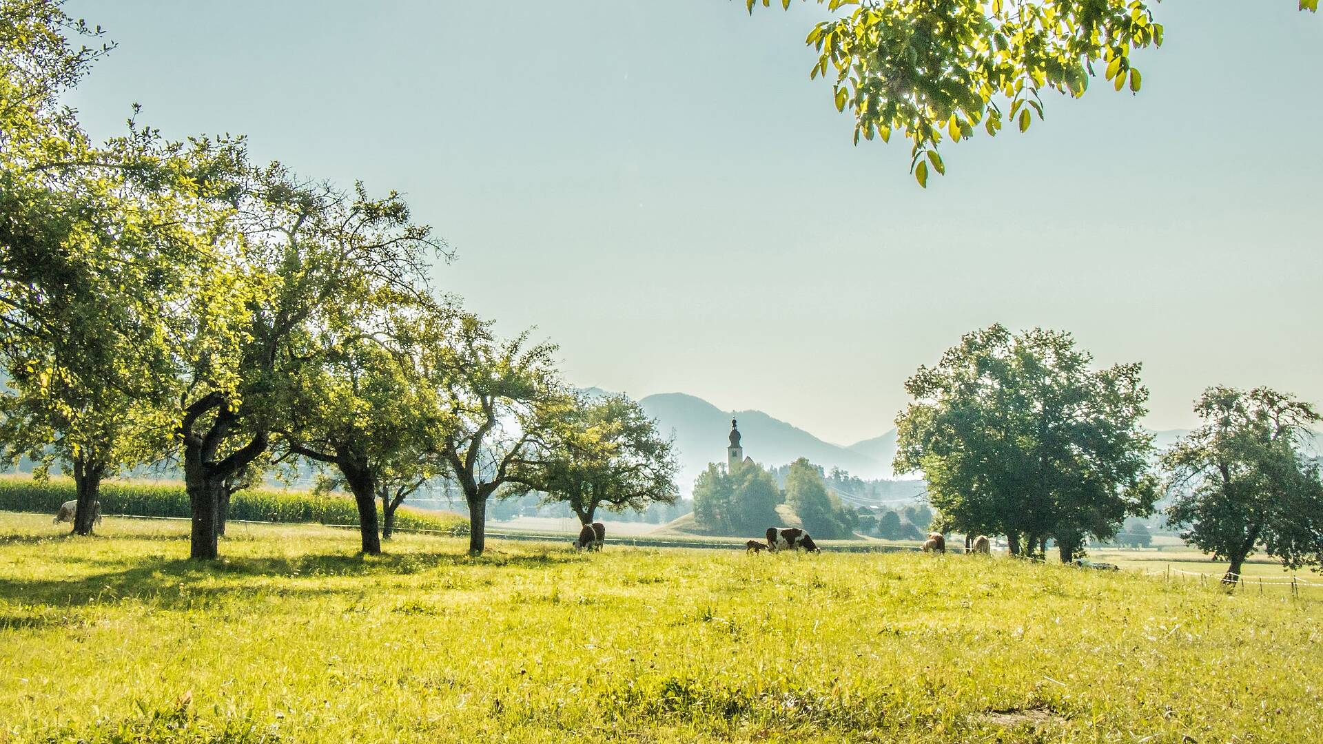 Bäume auf einer saftigen Wiese © Gemeinde Lendorf