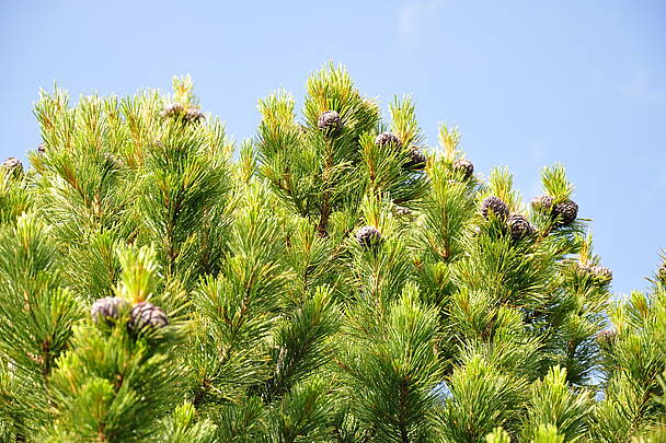 Zirbenbaum in den Nockbergen © Heinz Mayer_BPN