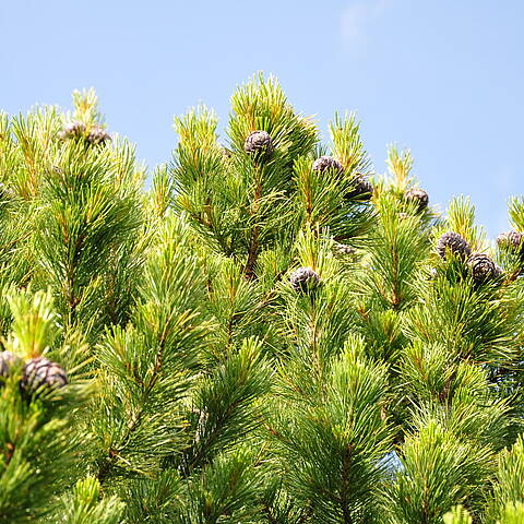 Zirbenbaum in den Nockbergen © Heinz Mayer_BPN