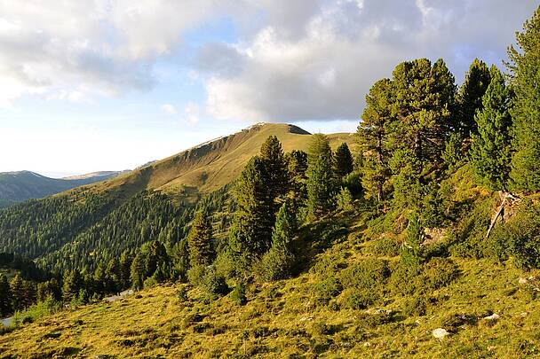 Zirbenbaum am Koflernock © Heinz Mayer_BPN